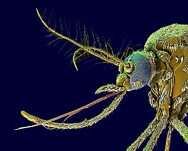 Gele koorts muskiet Aedes aegypti 