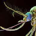  Tropische steekmuggen brengen dodelijke ziekten over 